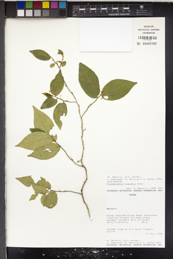 Alsodeiopsis staudtii (Bonsa-dua) — photo