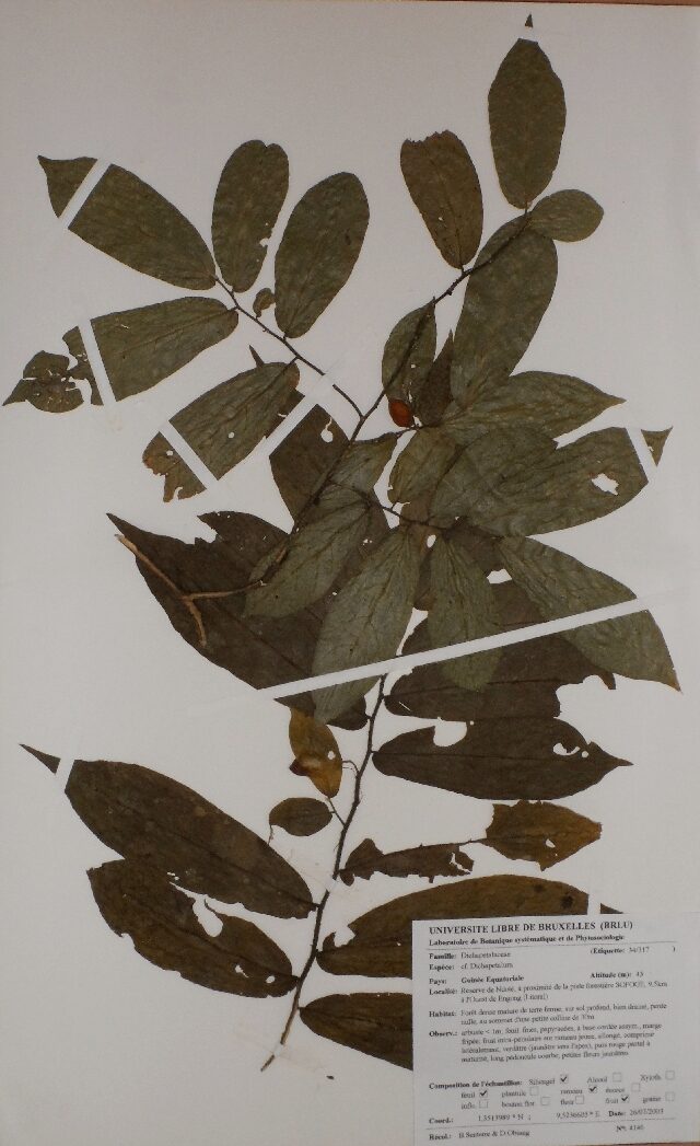 Icacinaceae