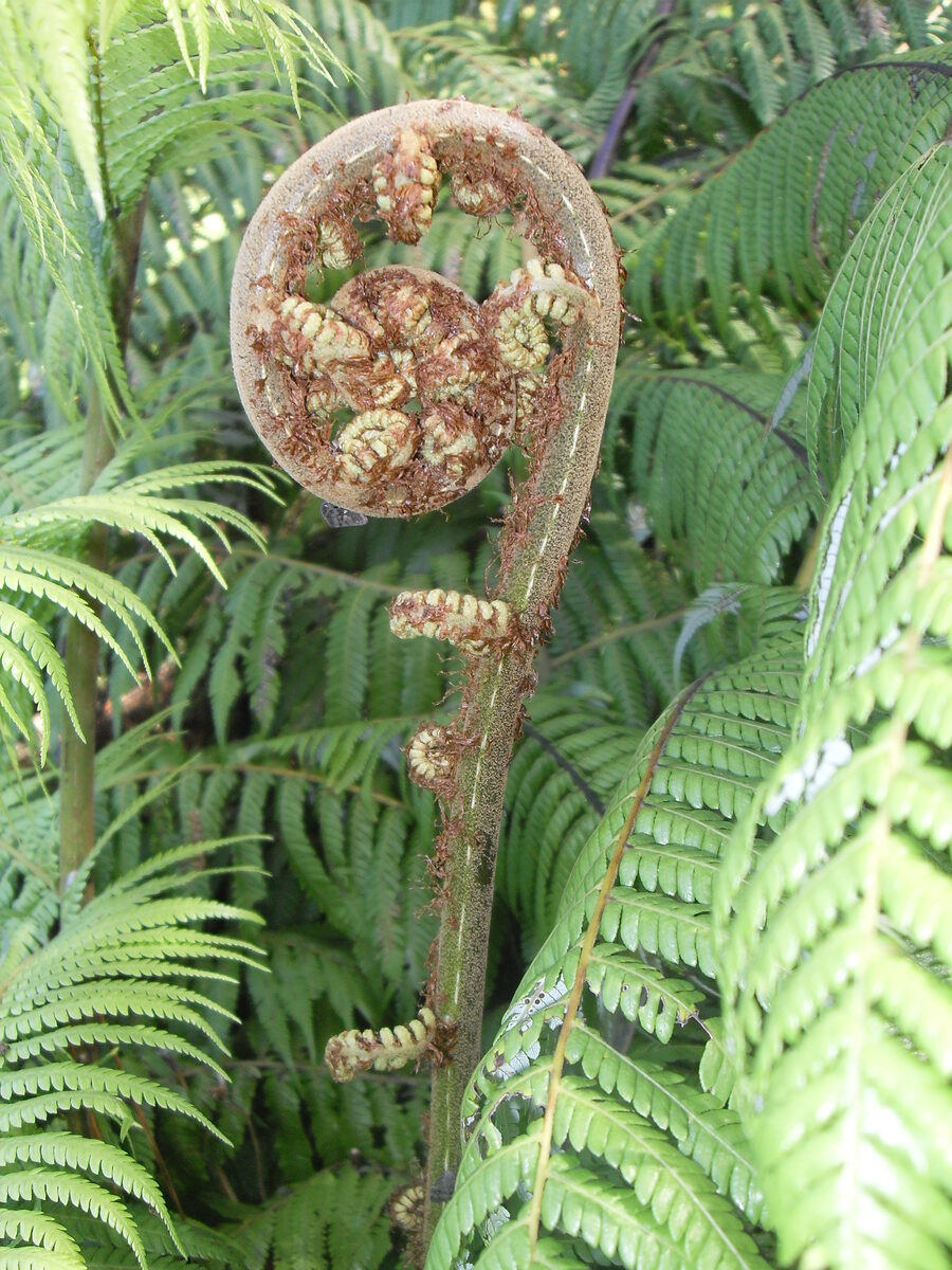 Alsophila geluensis