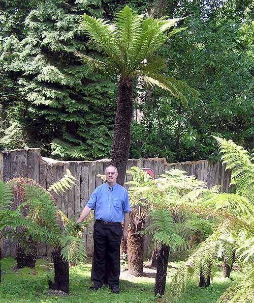 Alsophila rubiginosa (Tree fern) — photo