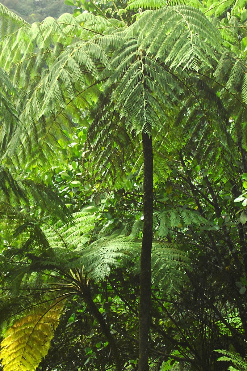 Alsophila rubiginosa (Tree fern) — photo