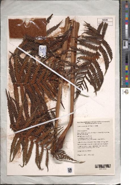 Alsophila woollsiana (Woolly tree fern) — photo