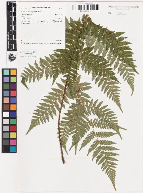 Alsophila woollsiana (Woolly tree fern) — photo