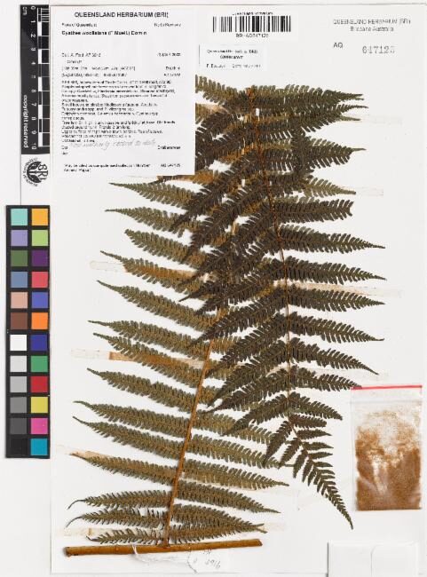 Alsophila woollsiana