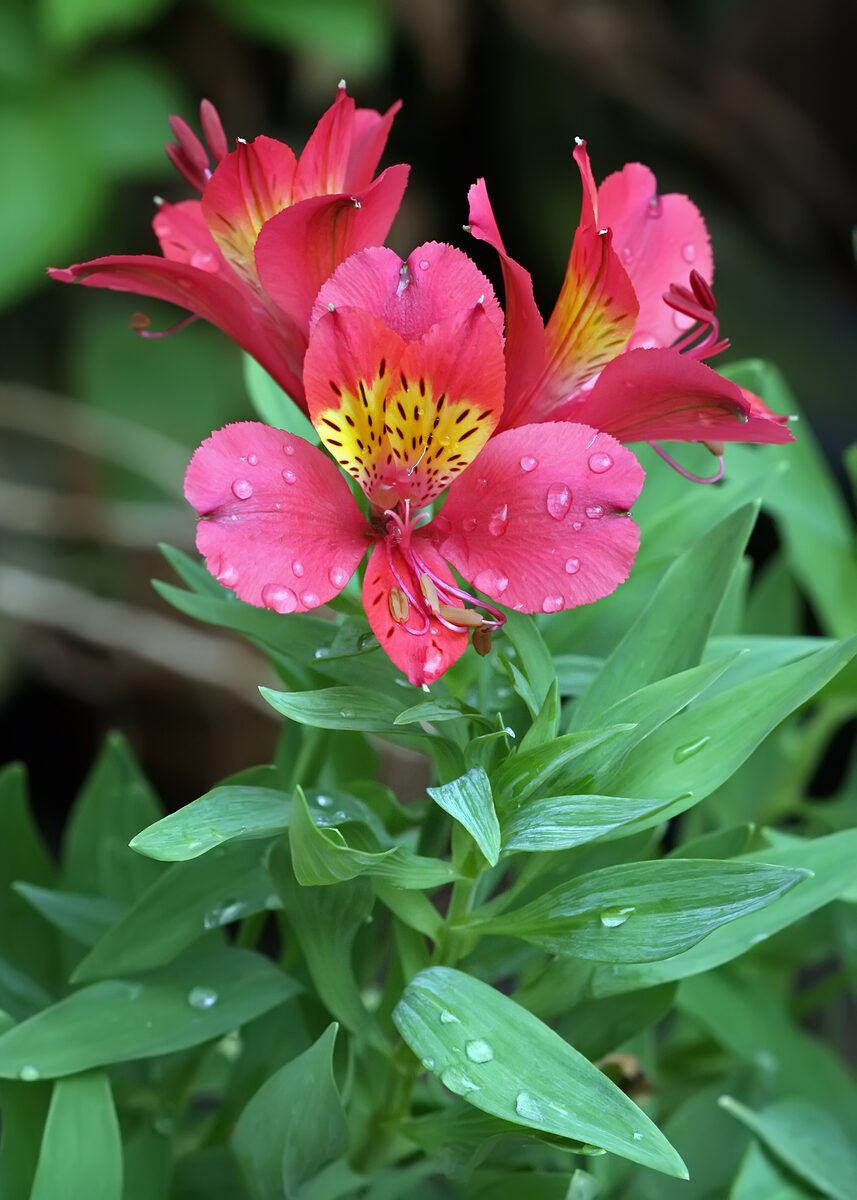Alstroemeria spectabilis — photo