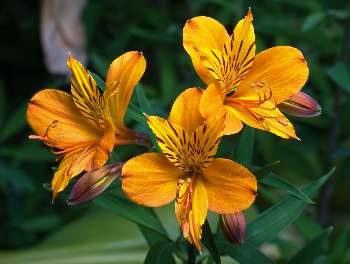 Alstroemeria spectabilis — photo