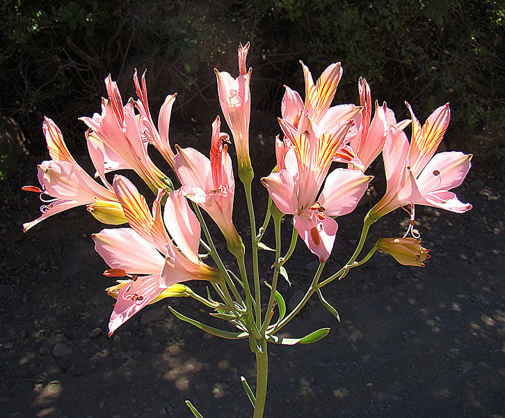 Alstroemeria spectabilis