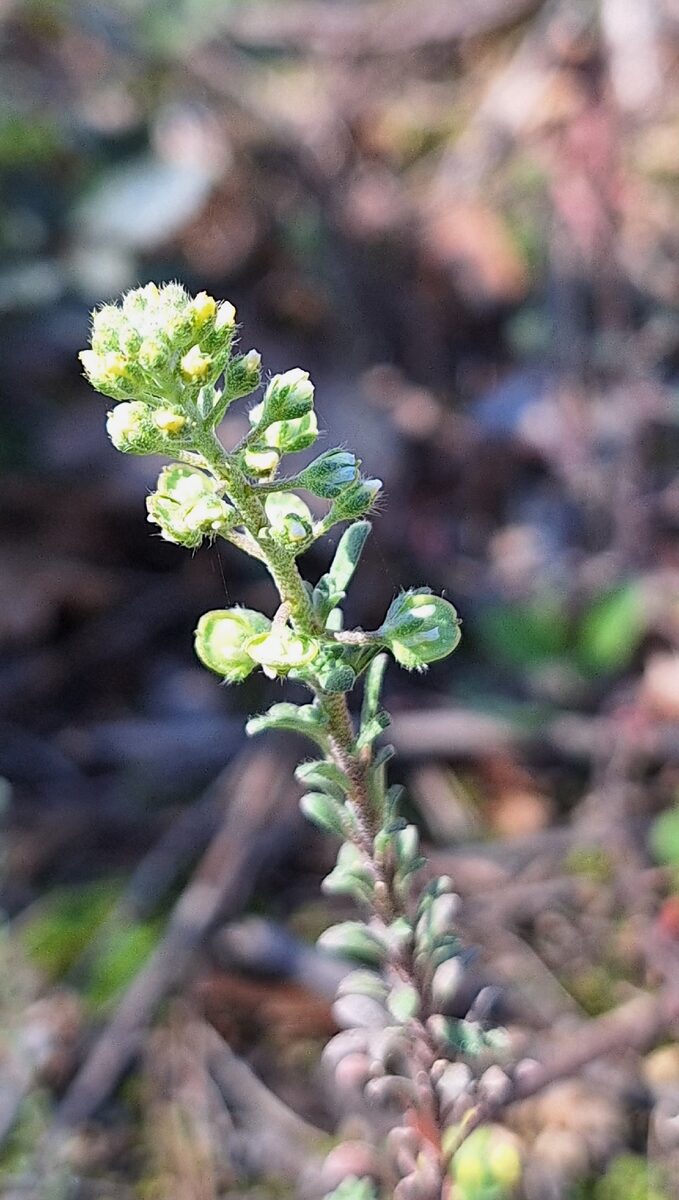 Alyssum alyssoides - (L.) L. (Pale Madwort) — photo