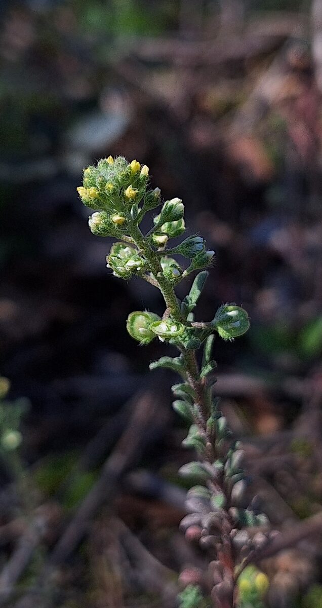 Alyssum alyssoides - (L.) L. (Pale Madwort) — photo
