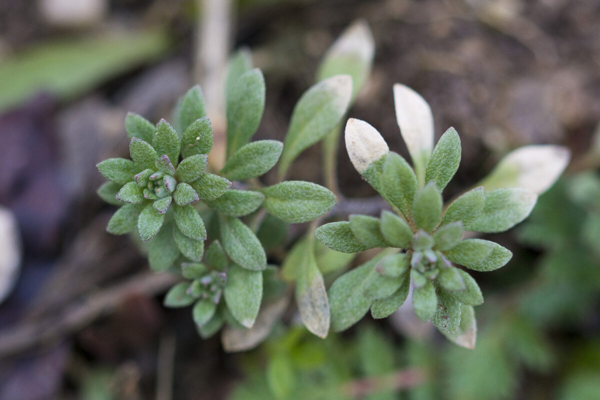 Alyssum alyssoides - (L.) L.