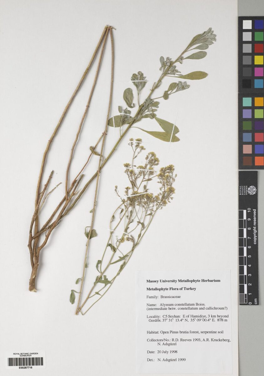 Alyssum constellatum — photo