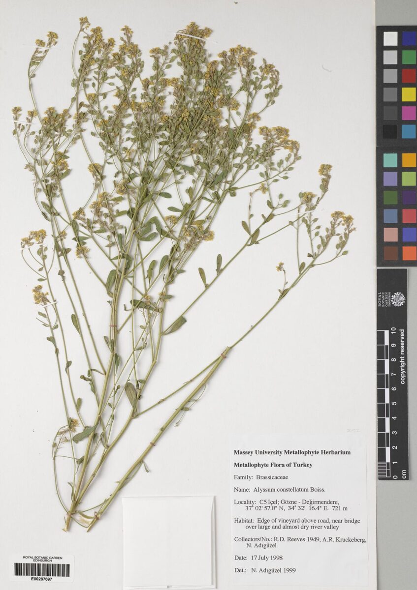 Alyssum constellatum — photo