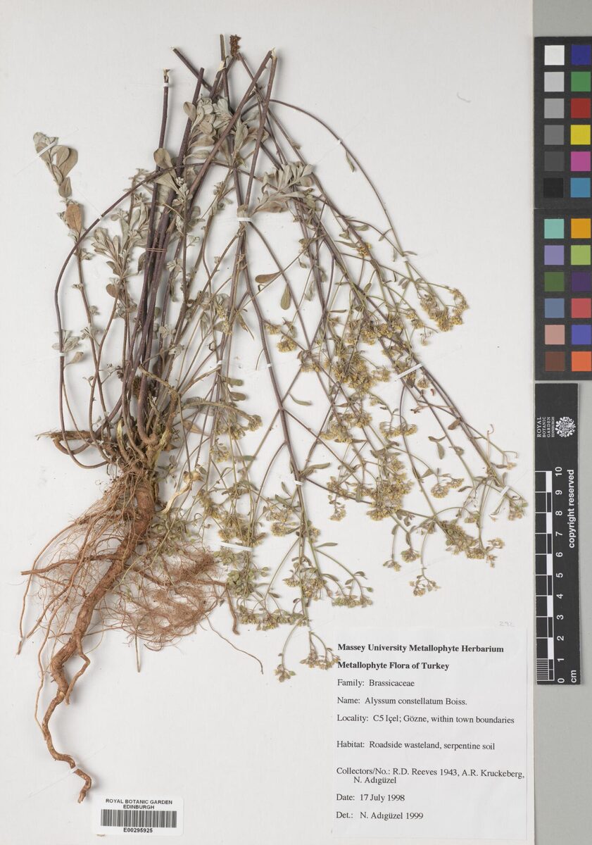 Alyssum constellatum