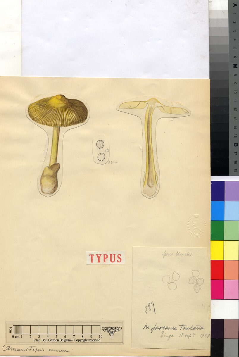 Amanita aurea