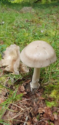 Amanita battarrae (Yellow-brown grisette) — photo
