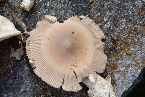 Amanita battarrae (Yellow-brown grisette) — photo