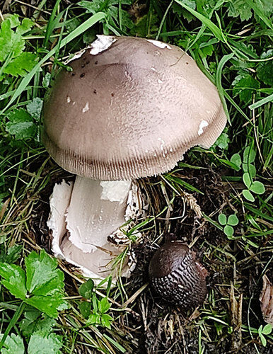 Amanita battarrae
