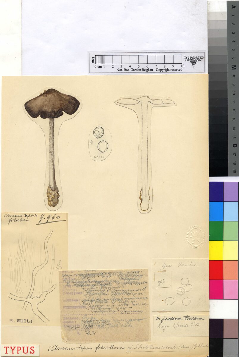 Amanita strobilaceovolvata — photo