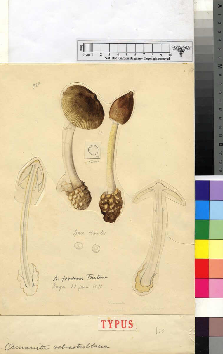 Amanita strobilaceovolvata — photo