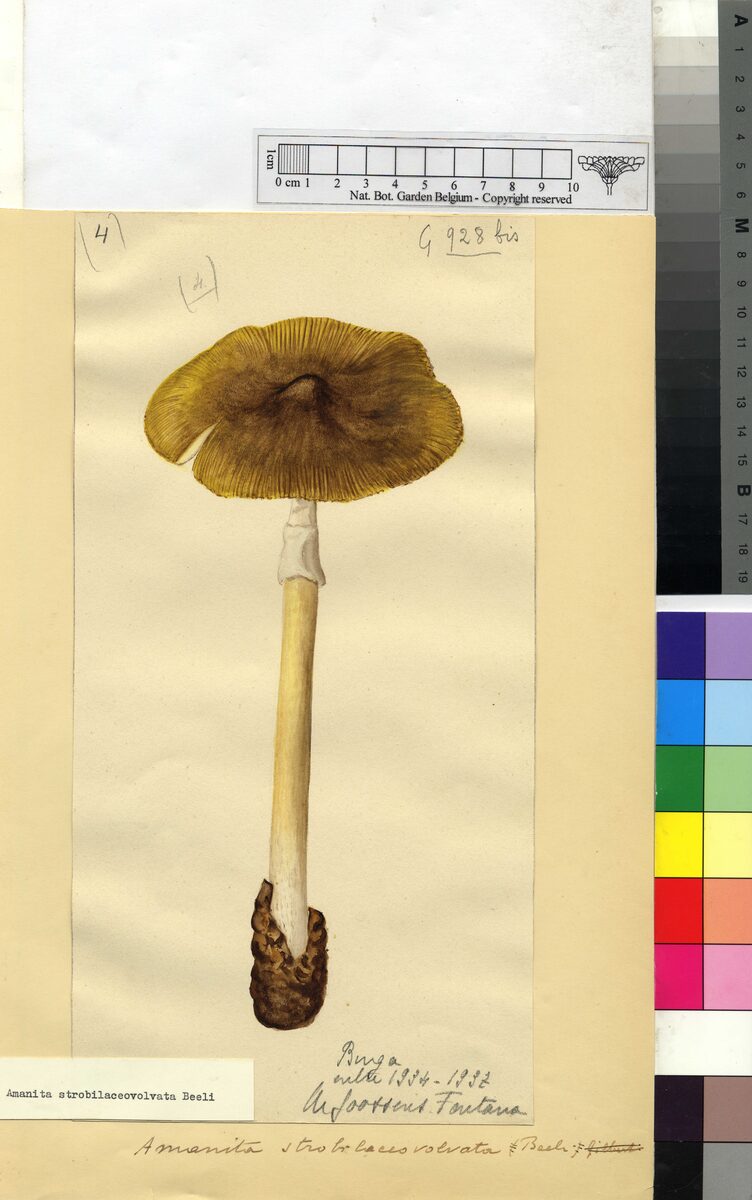 Amanita strobilaceovolvata