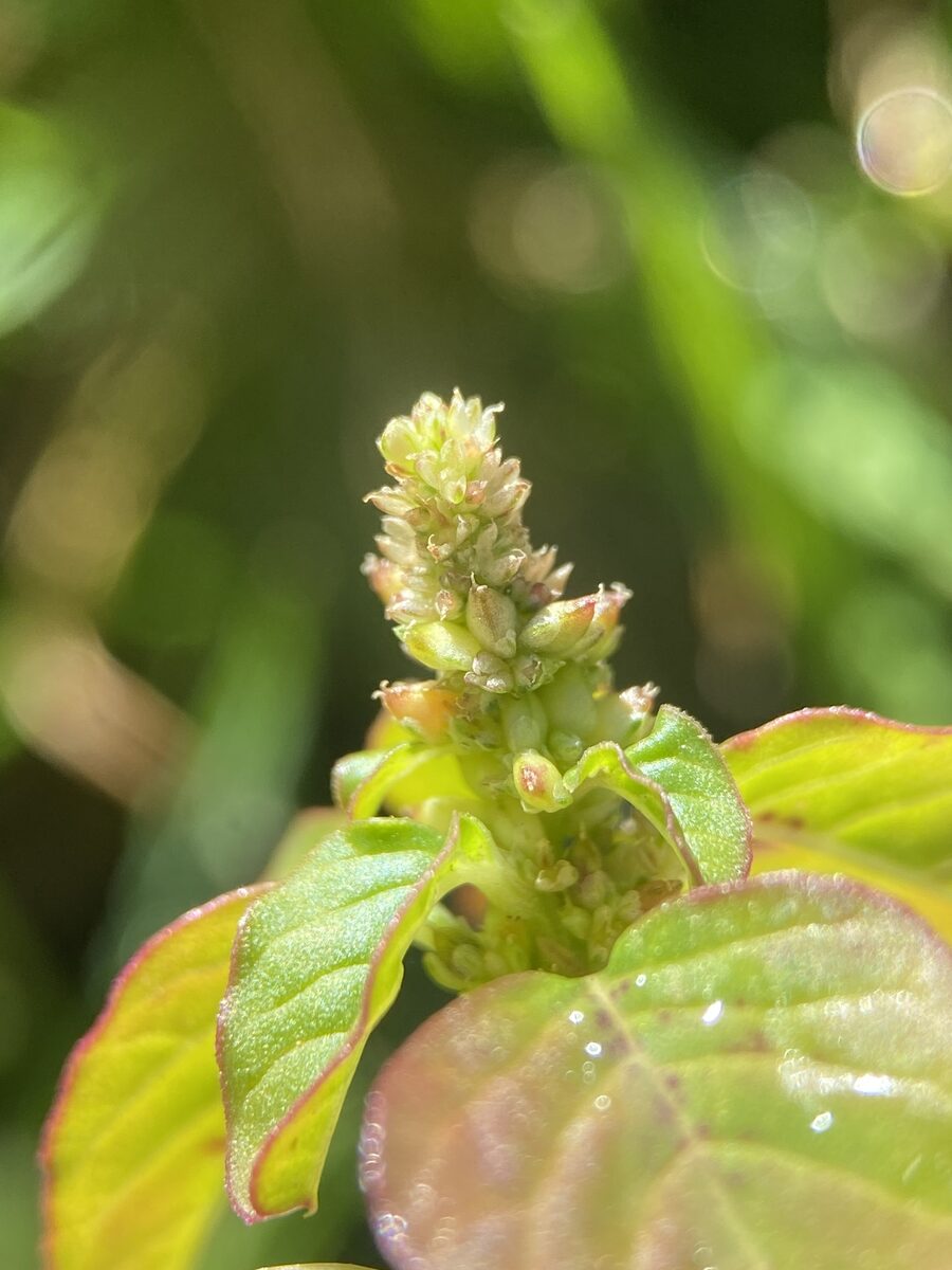 Amaranthus blitum subsp. oleraceus (Slender Amaranth) — photo