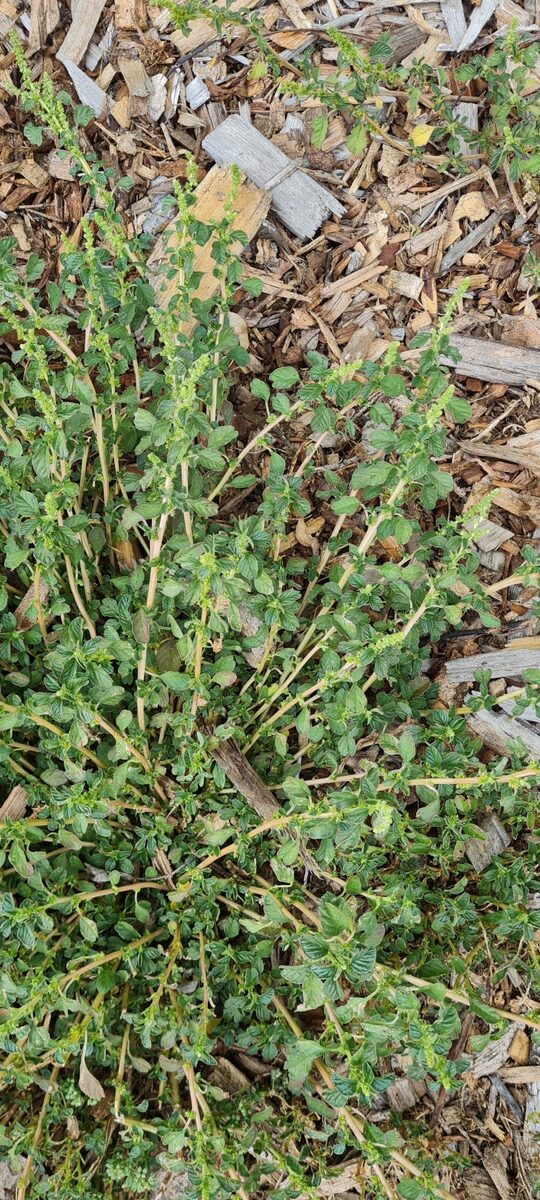 Amaranthus blitum subsp. oleraceus (Slender Amaranth) — photo