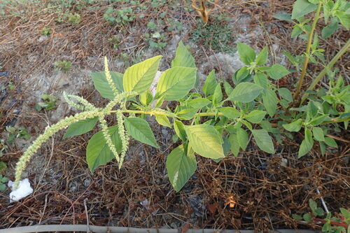Amaranthus dubius (Spleen Amaranth) — photo