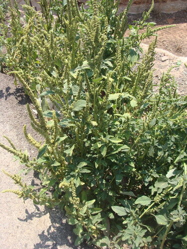 Amaranthus dubius (Spleen Amaranth) — photo