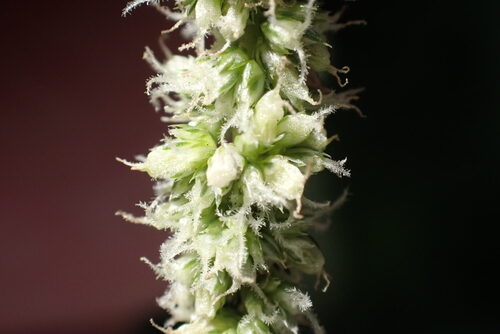 Amaranthus dubius