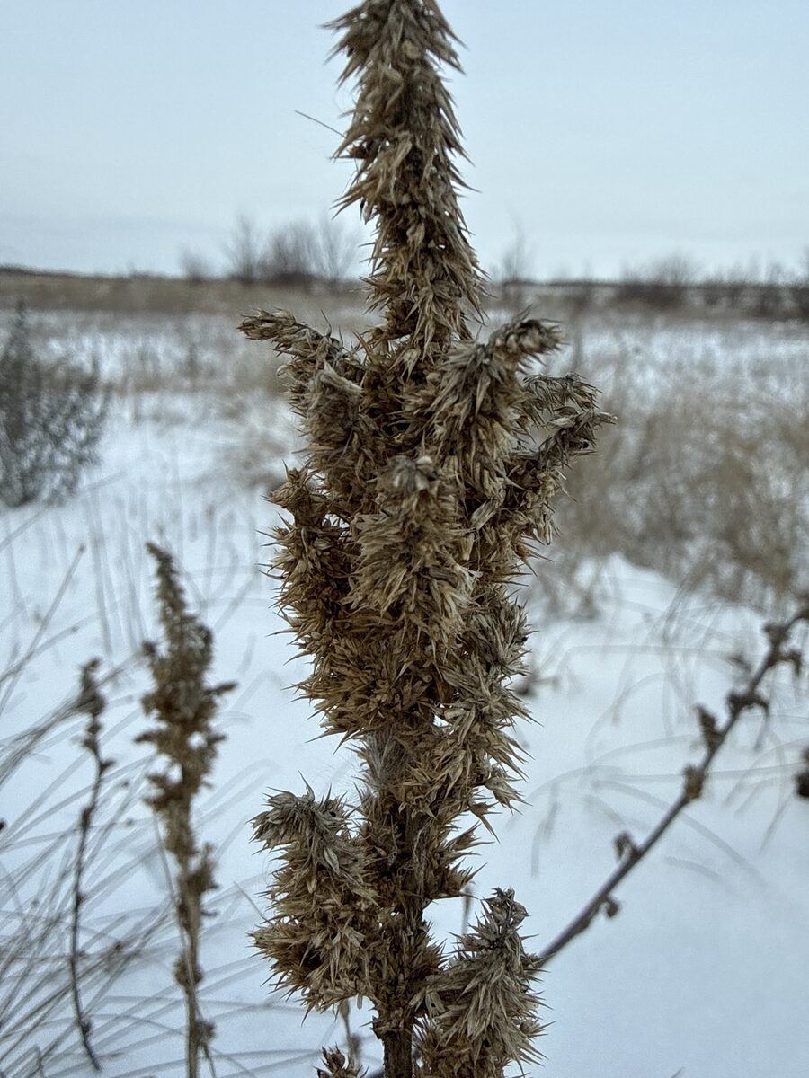 Amaranthus frumentaceus — photo