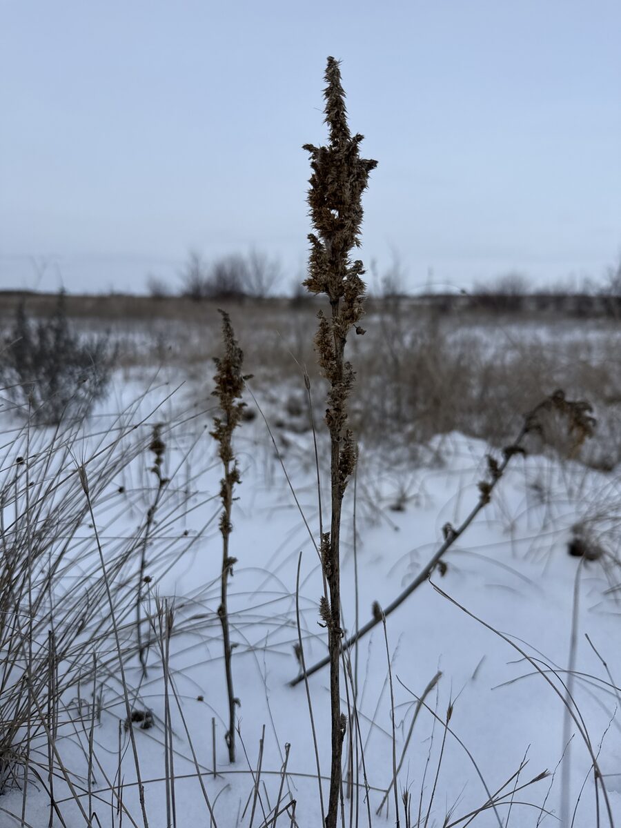 Amaranthus frumentaceus — photo