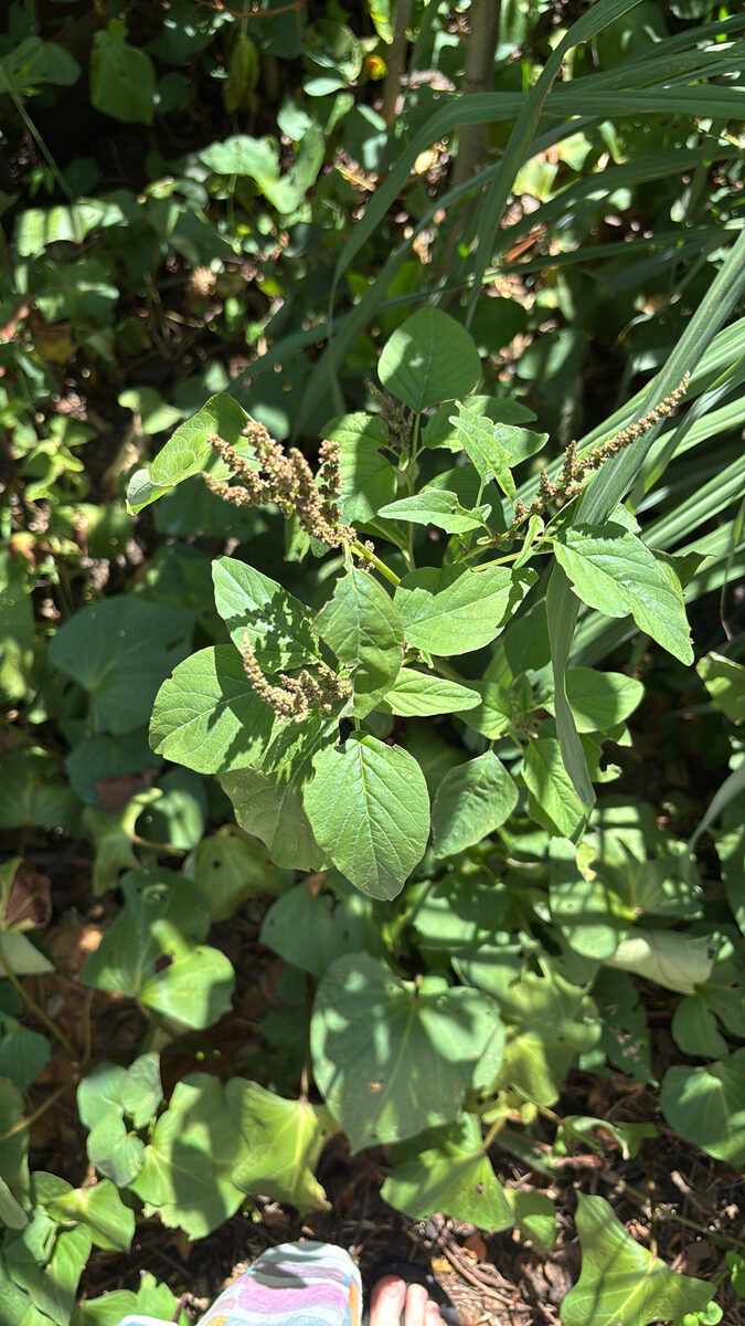 Amaranthus frumentaceus