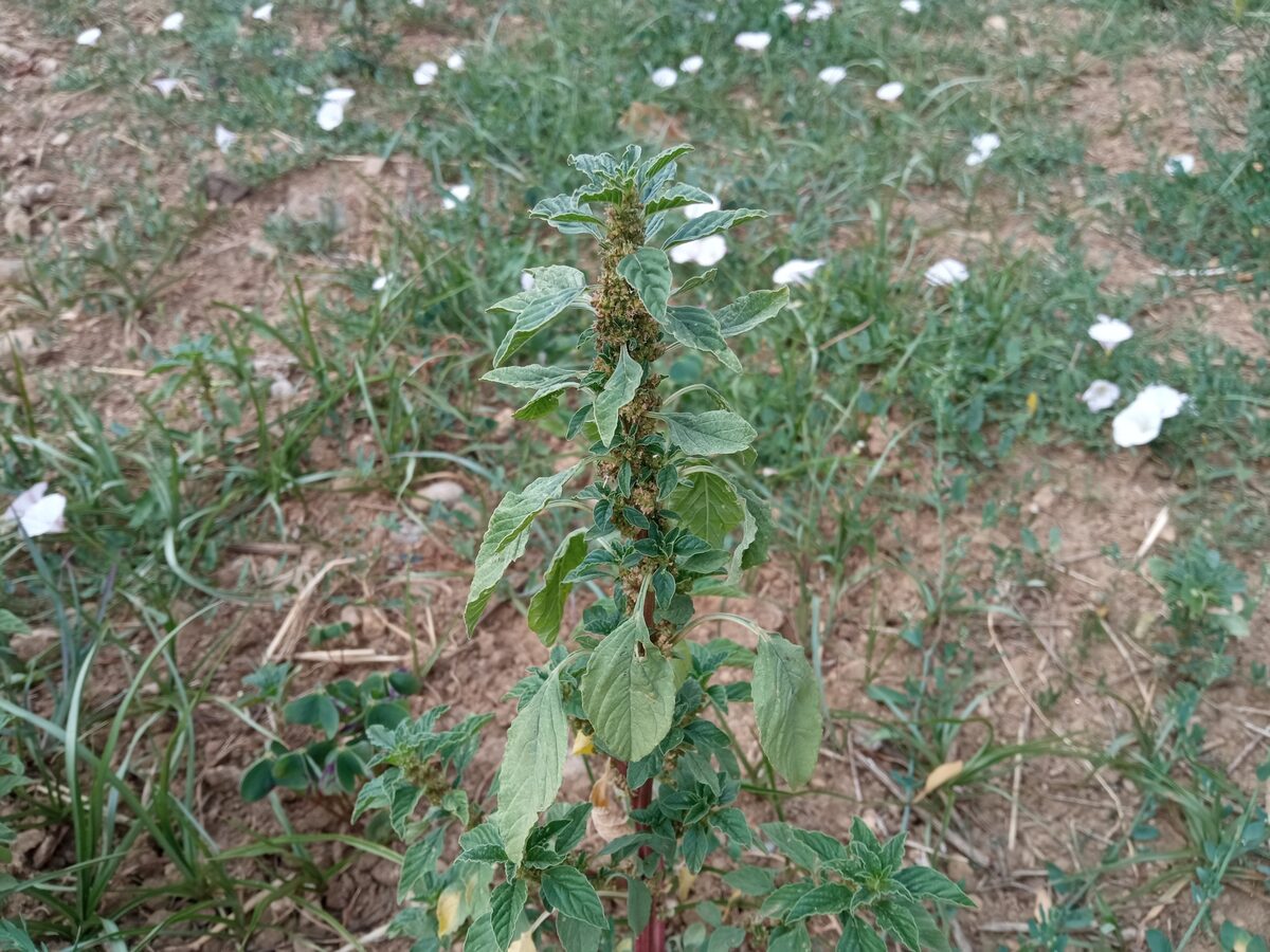 Amaranthus graecizans subsp. silvestris — photo