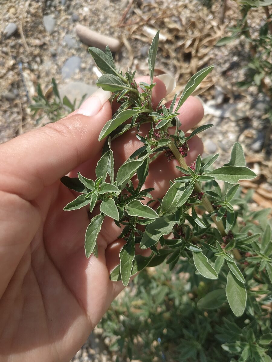 Amaranthus graecizans subsp. silvestris — photo