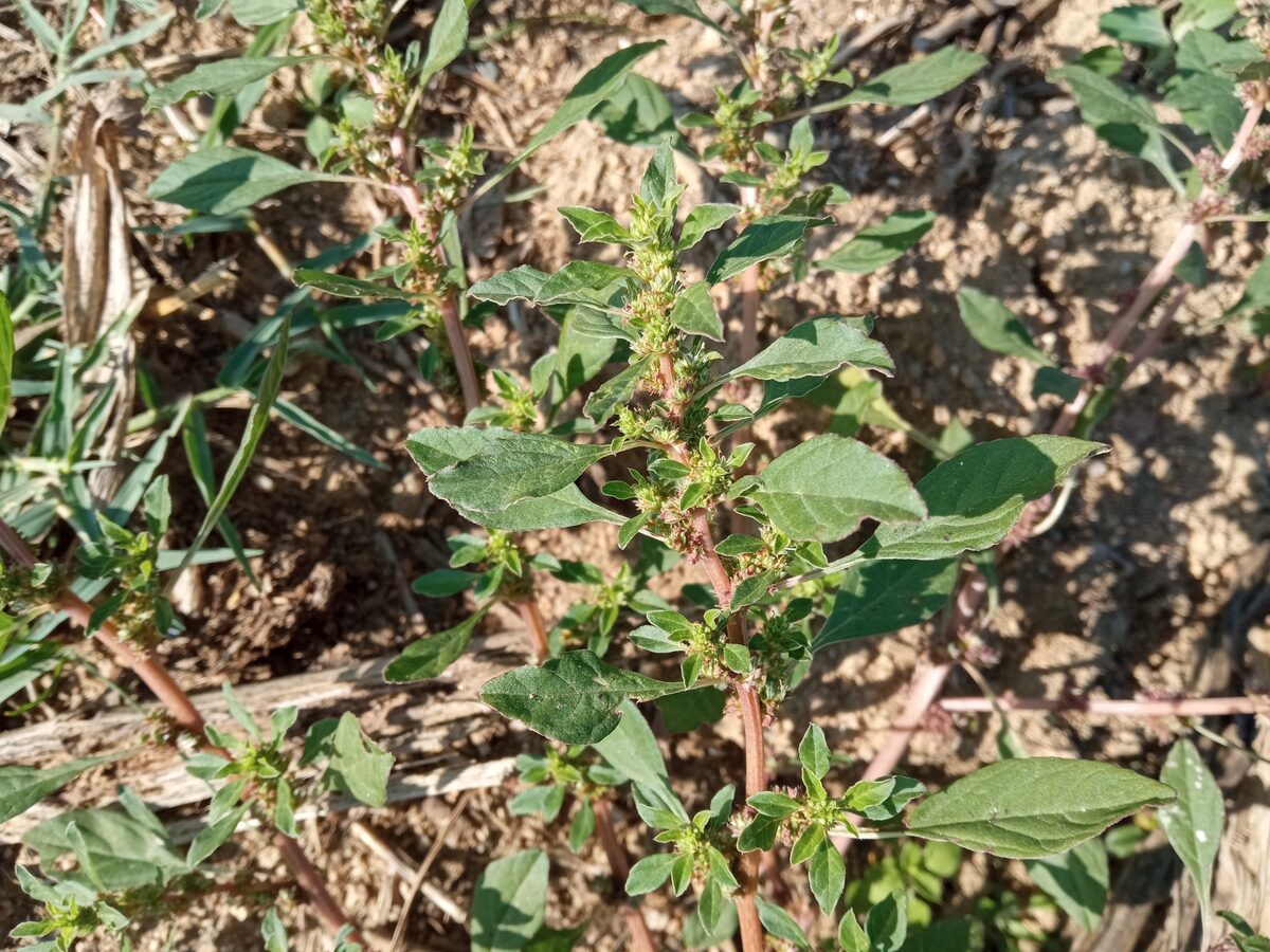 Amaranthus graecizans subsp. silvestris