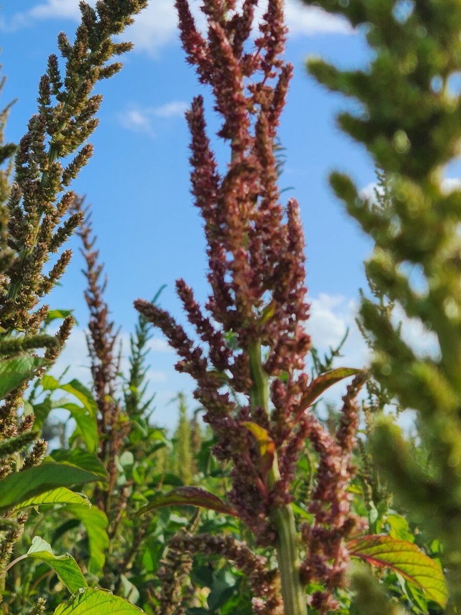 Amaranthus hybridus subsp. quitensis (South American Amaranth) — photo