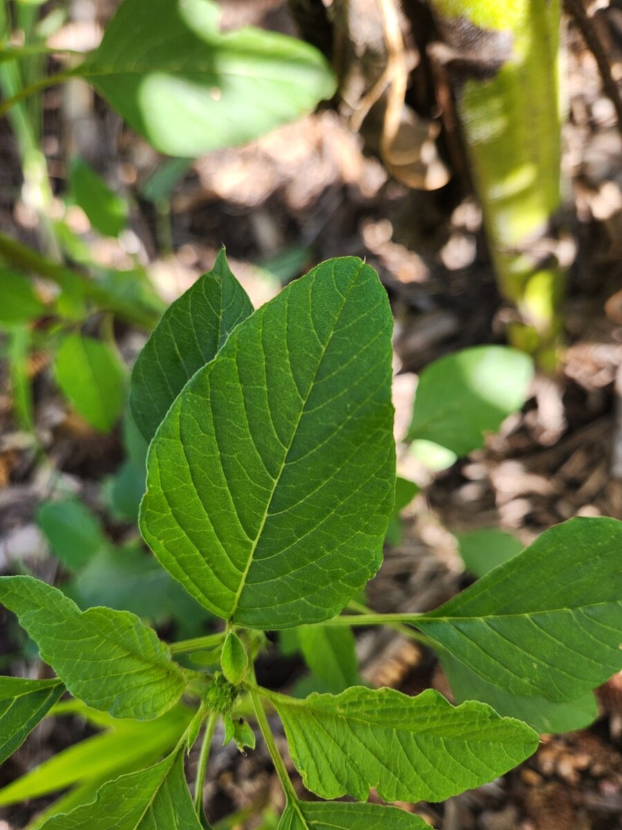 Amaranthus hybridus subsp. quitensis (South American Amaranth) — photo