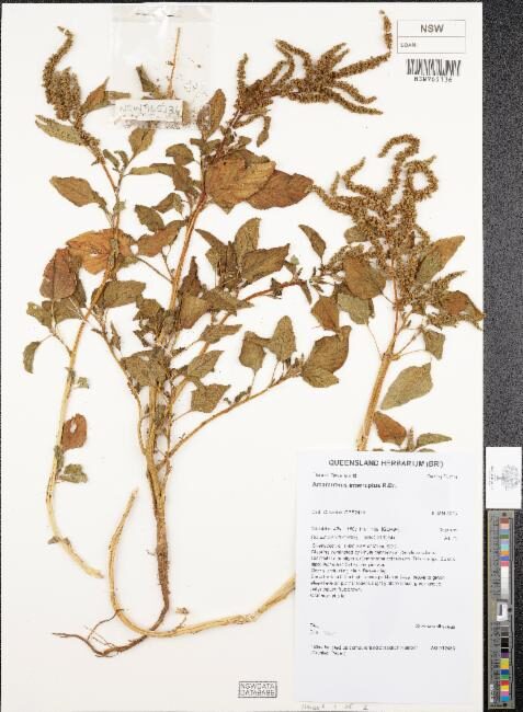 Amaranthus interruptus (Native Amaranth) — photo