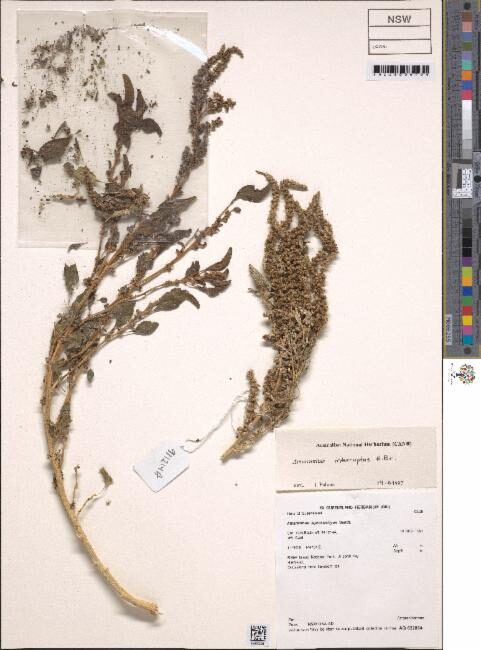 Amaranthus interruptus (Native Amaranth) — photo