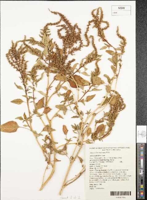 Amaranthus interruptus