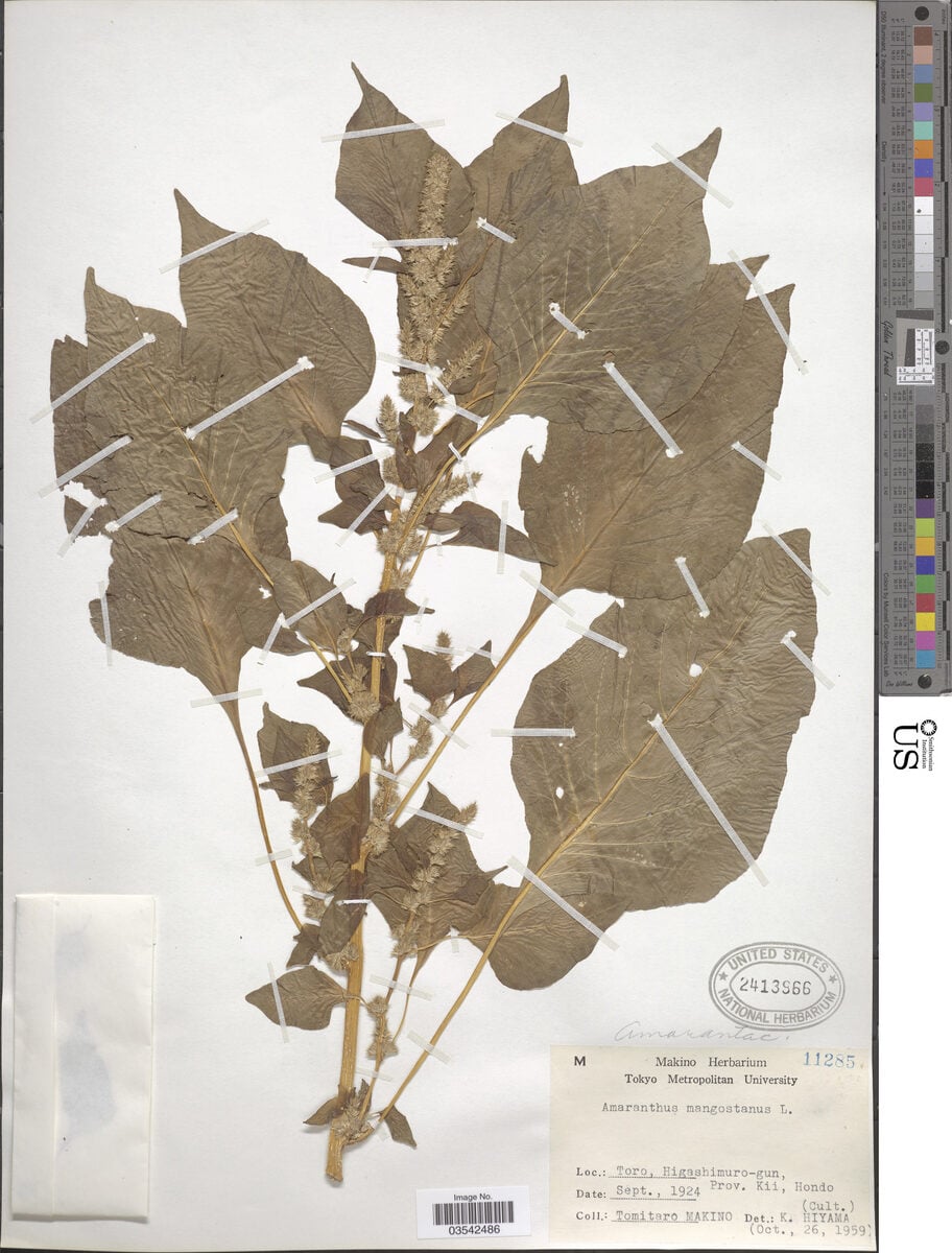 Amaranthus mangostanus