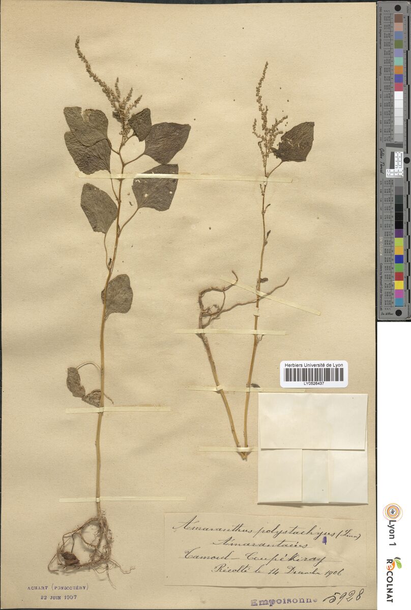 Amaranthus polystachyus