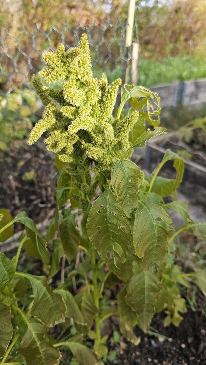 Amaranthus quitensis (Ataco) — photo