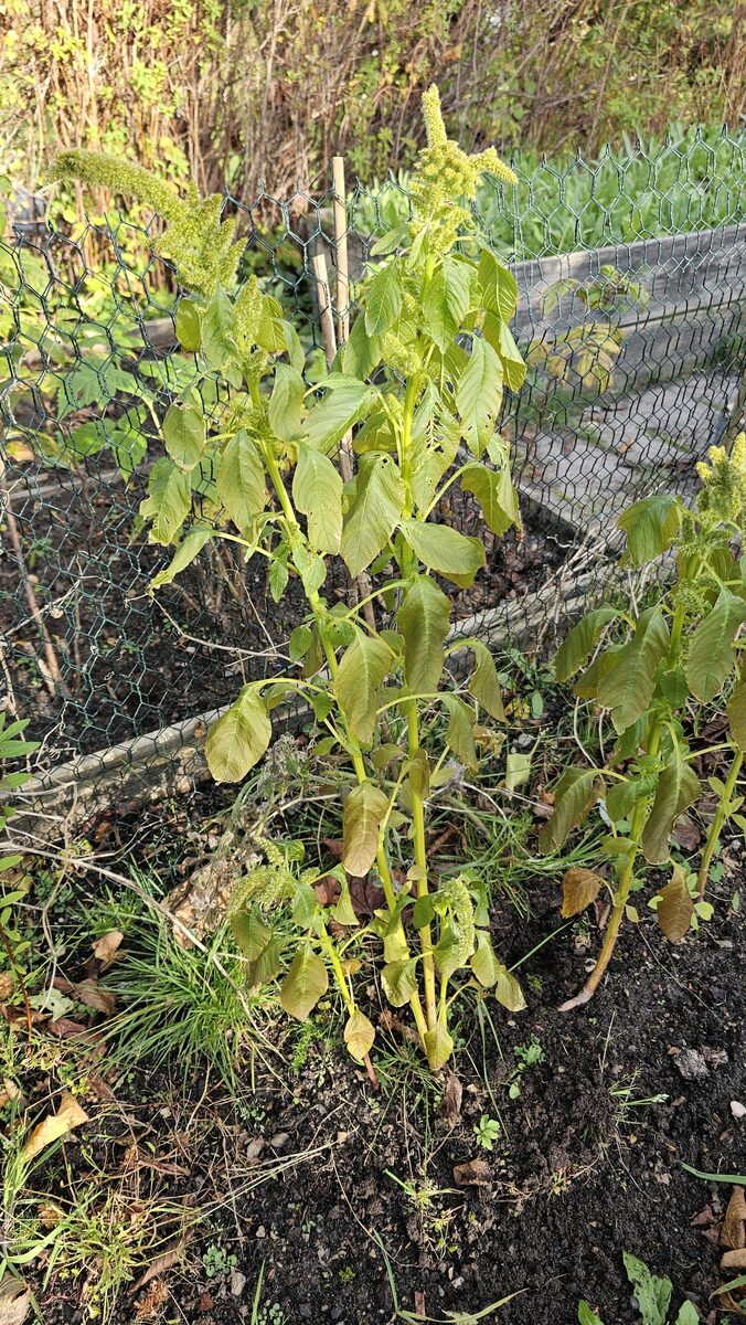 Amaranthus quitensis (Ataco) — photo