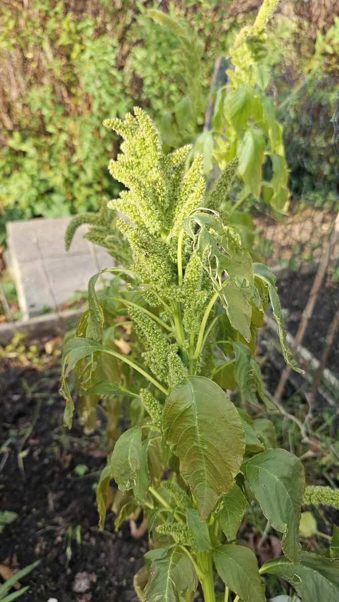 Amaranthus quitensis
