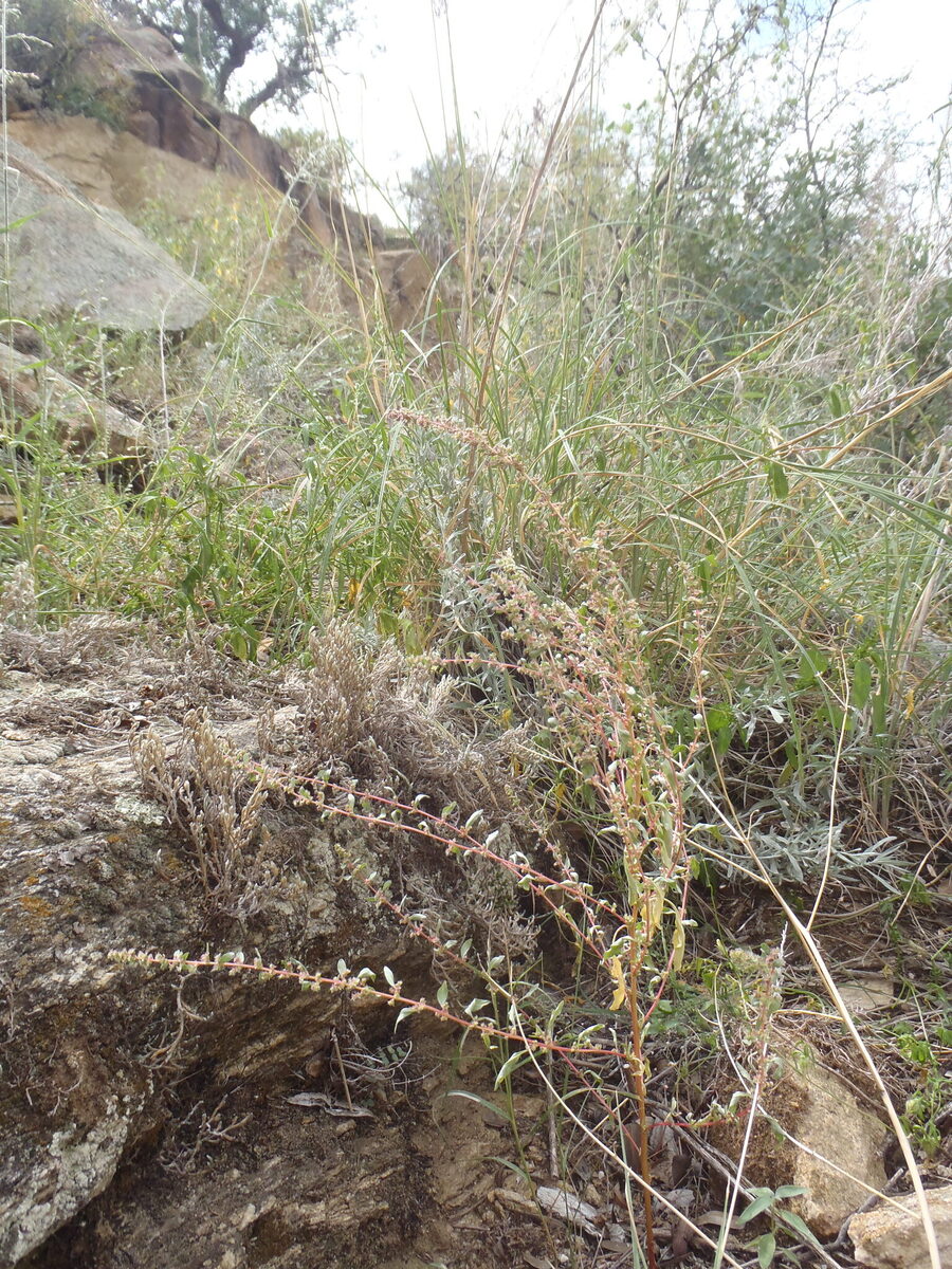 Amaranthus torreyi - (A.Gray.)Benth. ex Watson. (Torrey's amaranthus) — photo