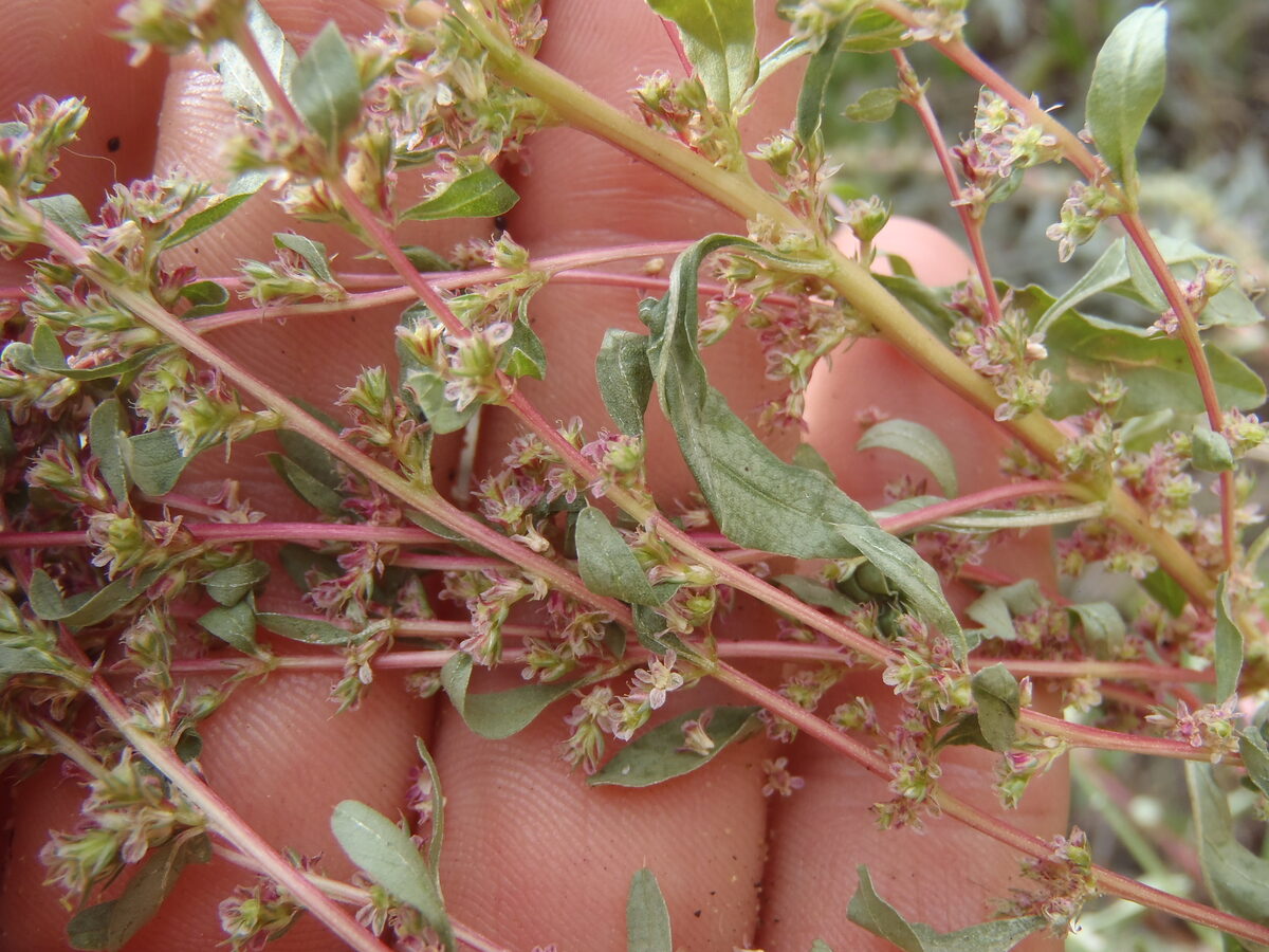 Amaranthus torreyi - (A.Gray.)Benth. ex Watson. (Torrey's amaranthus) — photo