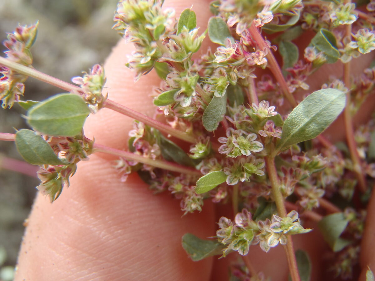 Amaranthus torreyi - (A.Gray.)Benth. ex Watson.