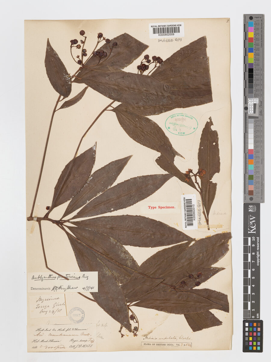 Amblyanthus glandulosus