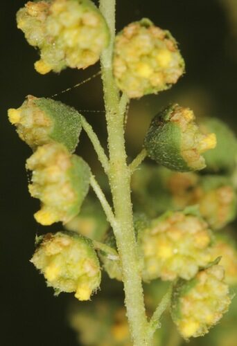 Ambrosia confertiflora (Slimleaf Bursage) — photo